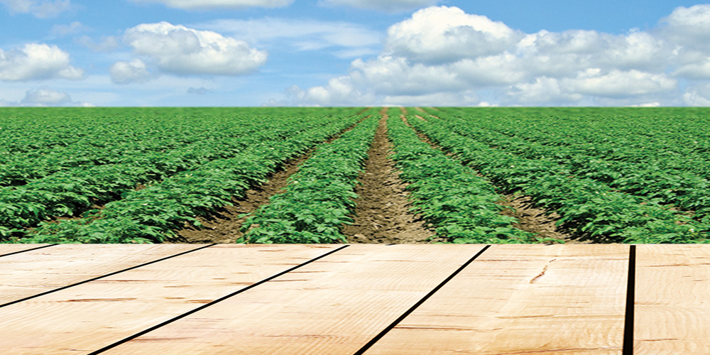 Yoyo Foods Zambia Makers of Yoyo Fun Snacks